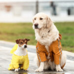 Why Filipino Pet Owners Need Insurance for Rainy Season Vet Visits