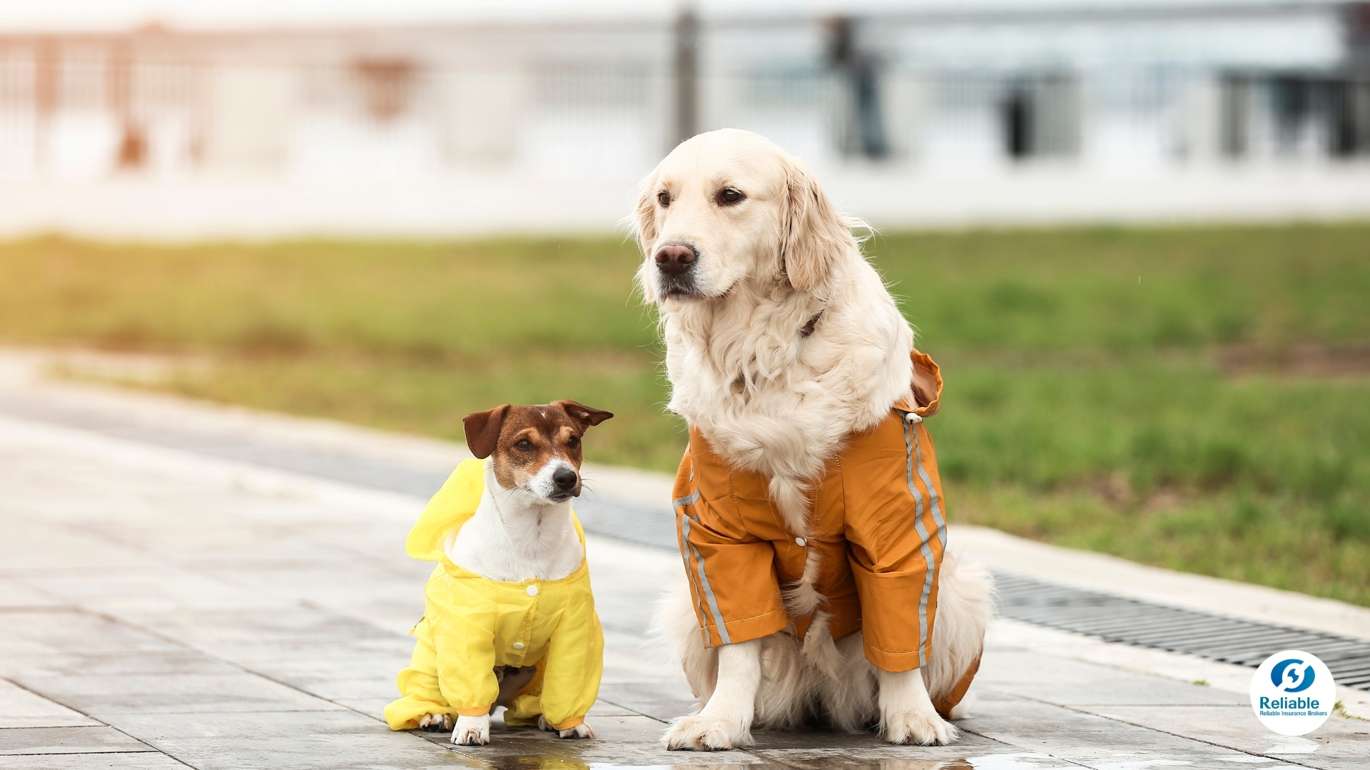 Why Filipino Pet Owners Need Insurance for Rainy Season Vet Visits