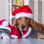 2025-1227-pet-safe-christmas-01