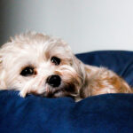 2026-0325-summer-pet-01