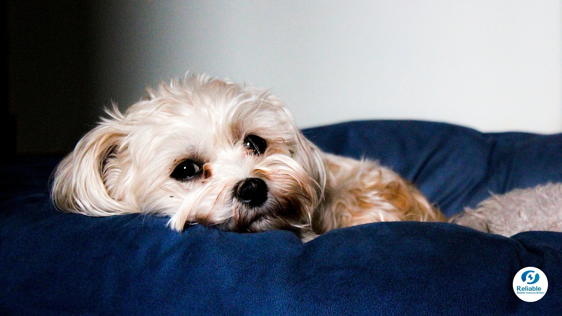 2026-0325-summer-pet-01