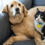 2026-0814-pet-condo-house-01