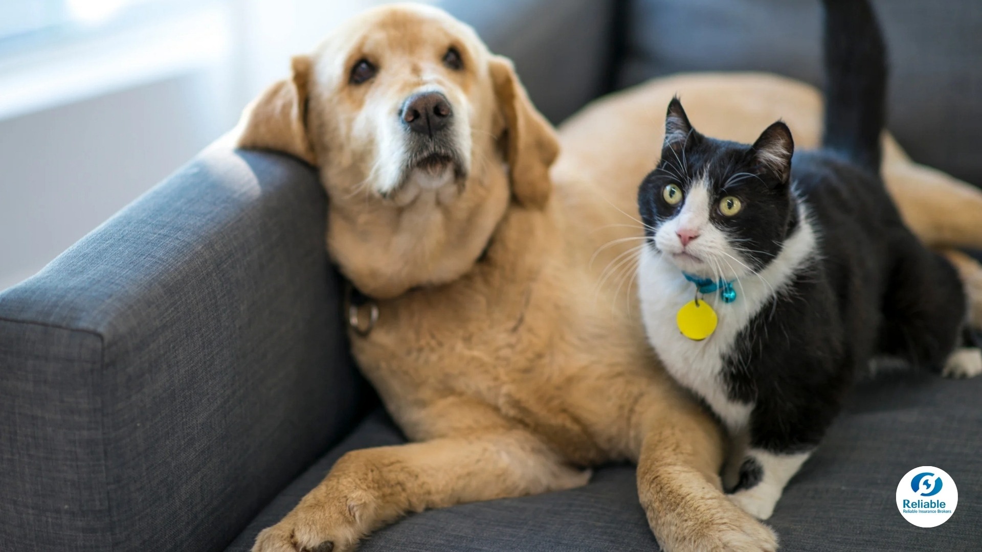 2026-0814-pet-condo-house-01